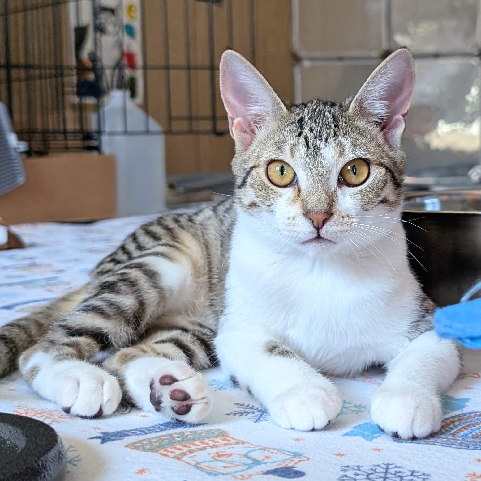 Echo @ Fat Cat Cafe, adopted, Kitten Female Domestic Short Hair & Tabby.