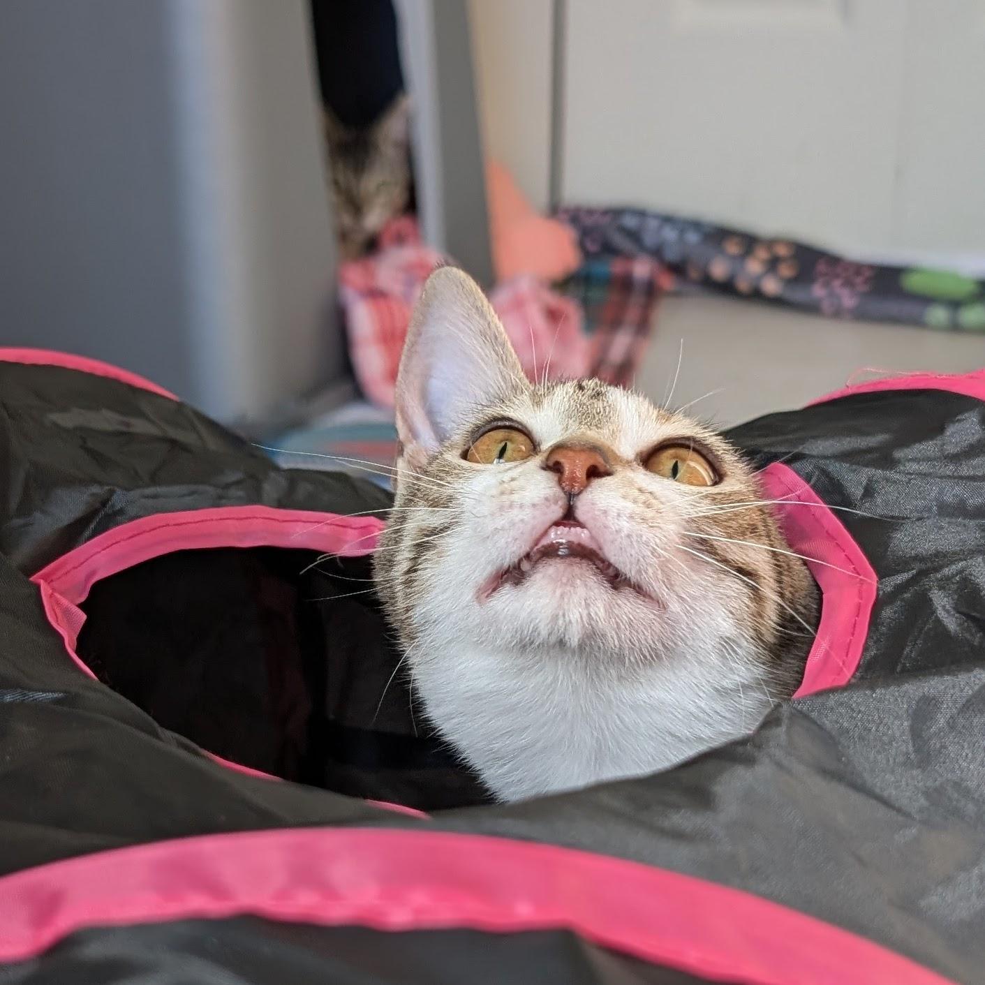 Enlarge Echo @ Fat Cat Cafe, an adopted mixed breed in Tallahassee, FL image 4/6