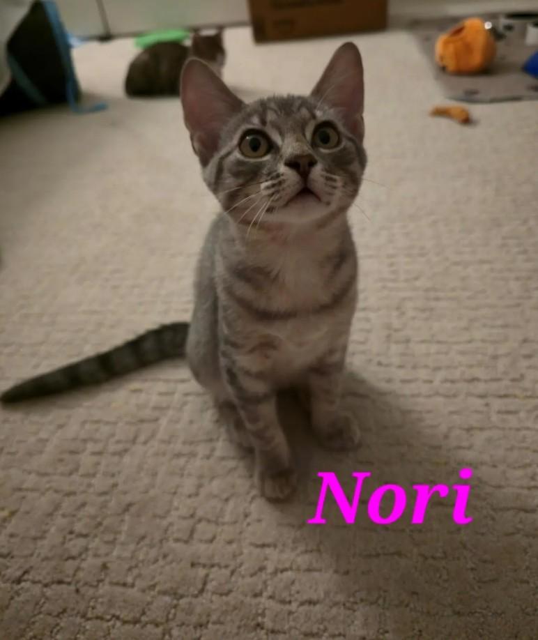 Nori (courtesy listing)