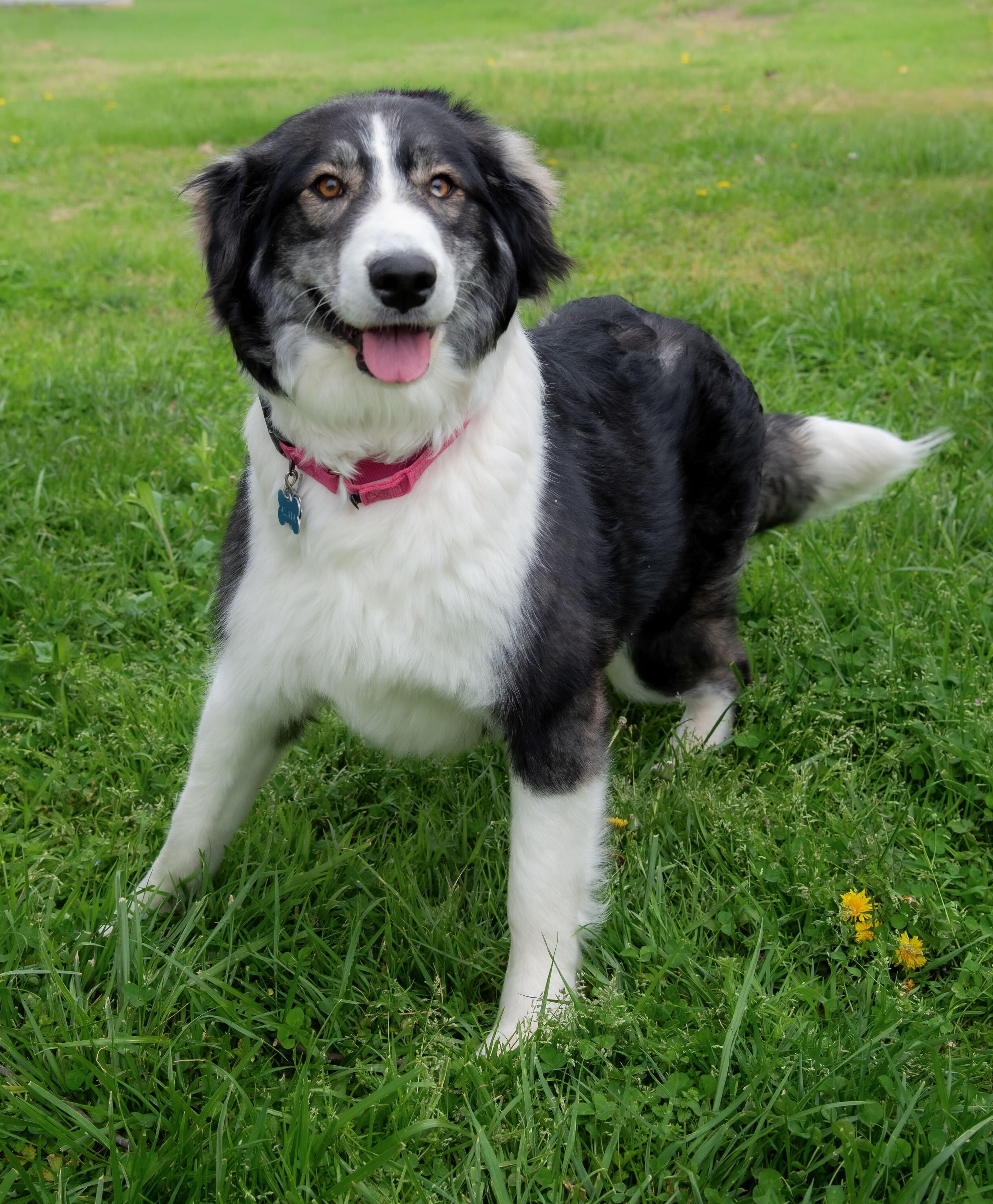 Enlarge Alaia, an adopted mixed breed in Pewaukee, WI image 2/3