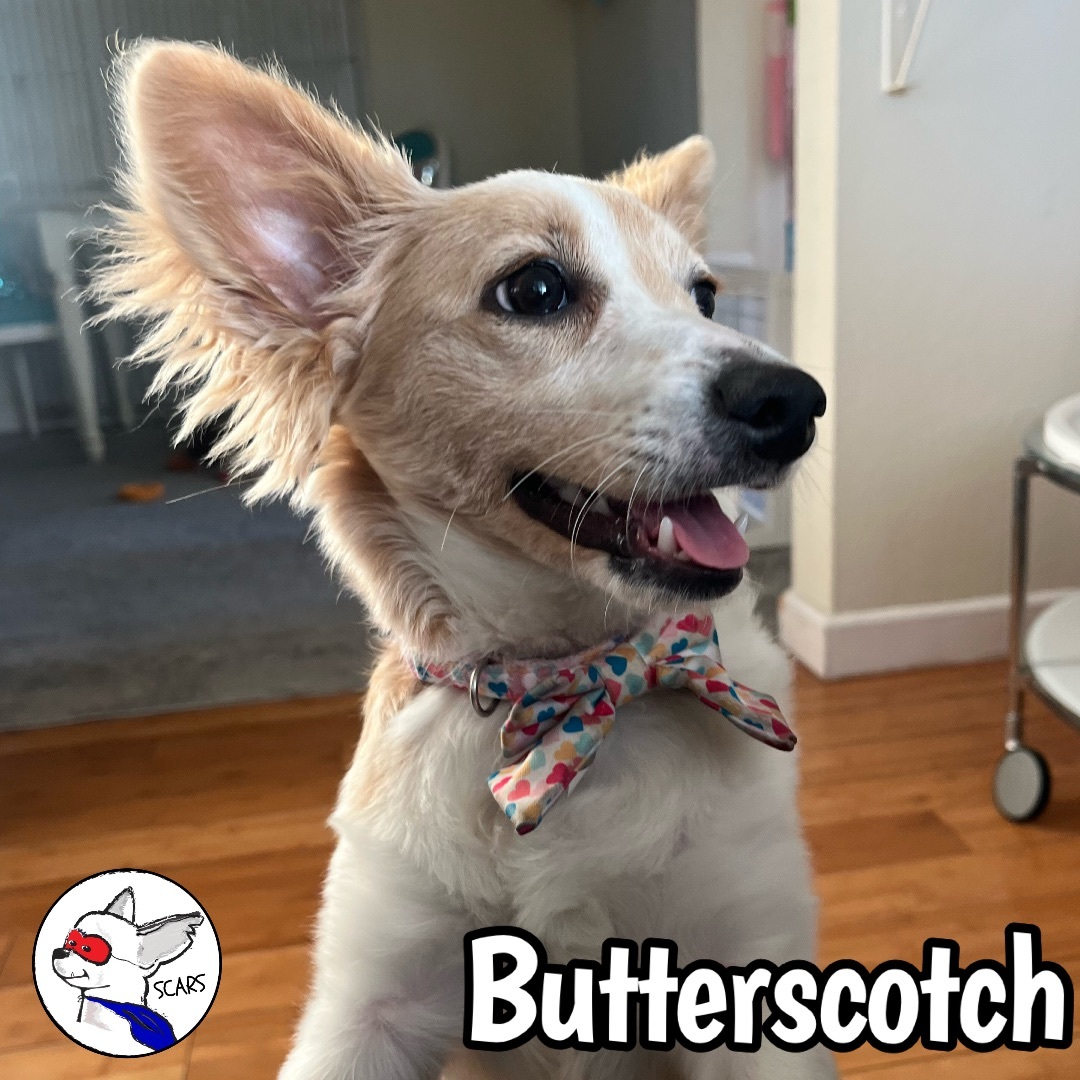 Enlarge Butterscotch, a Adoptable mixed breed in Glendora, CA image 4/6