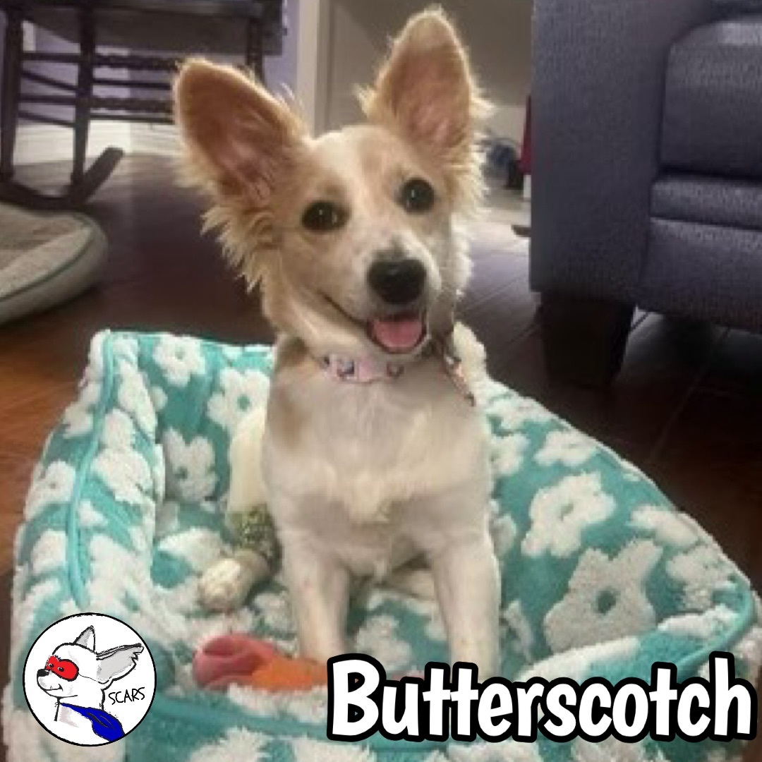 Enlarge Butterscotch, a Adoptable mixed breed in Glendora, CA image 3/6