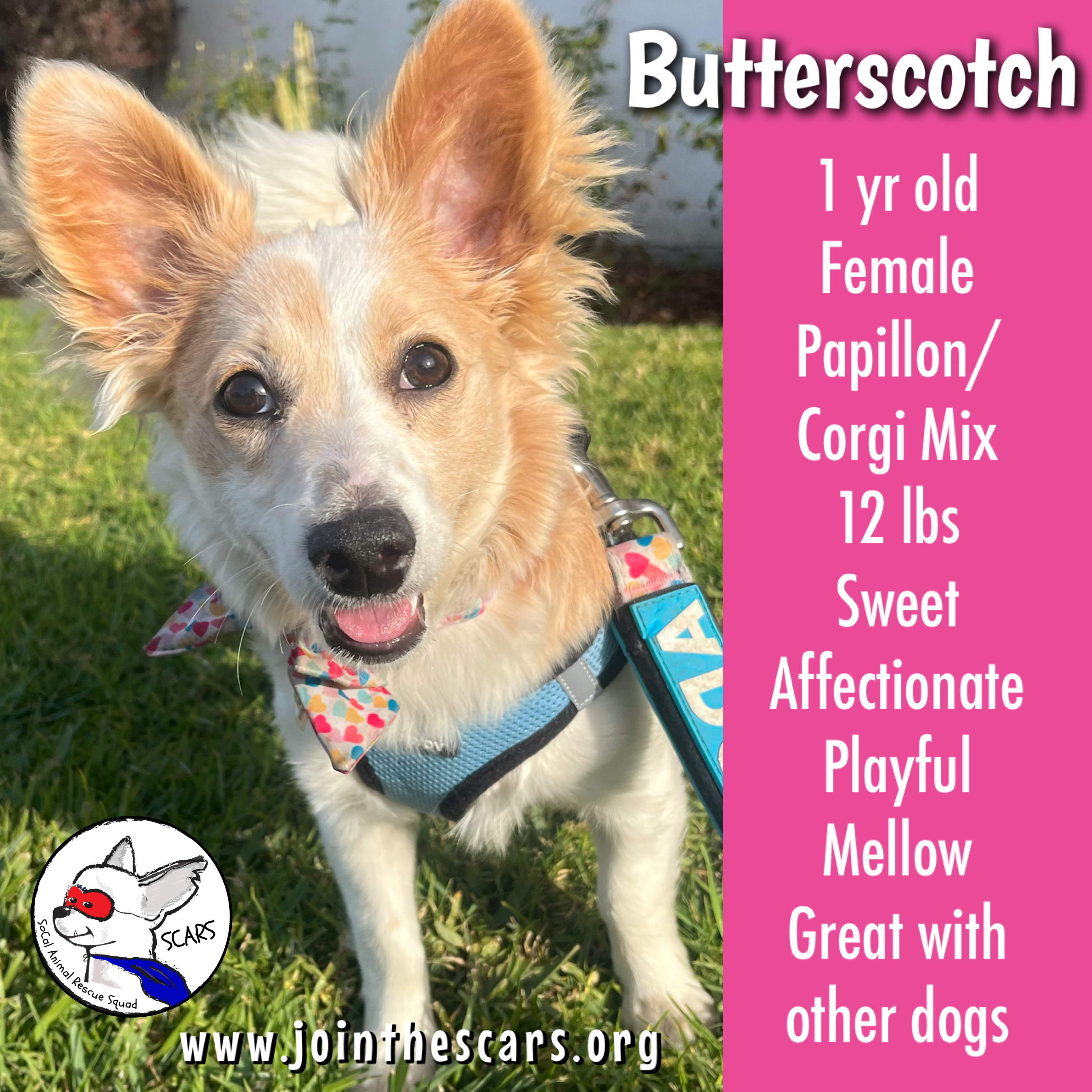 Enlarge Butterscotch, a Adoptable mixed breed in Glendora, CA image 1/6