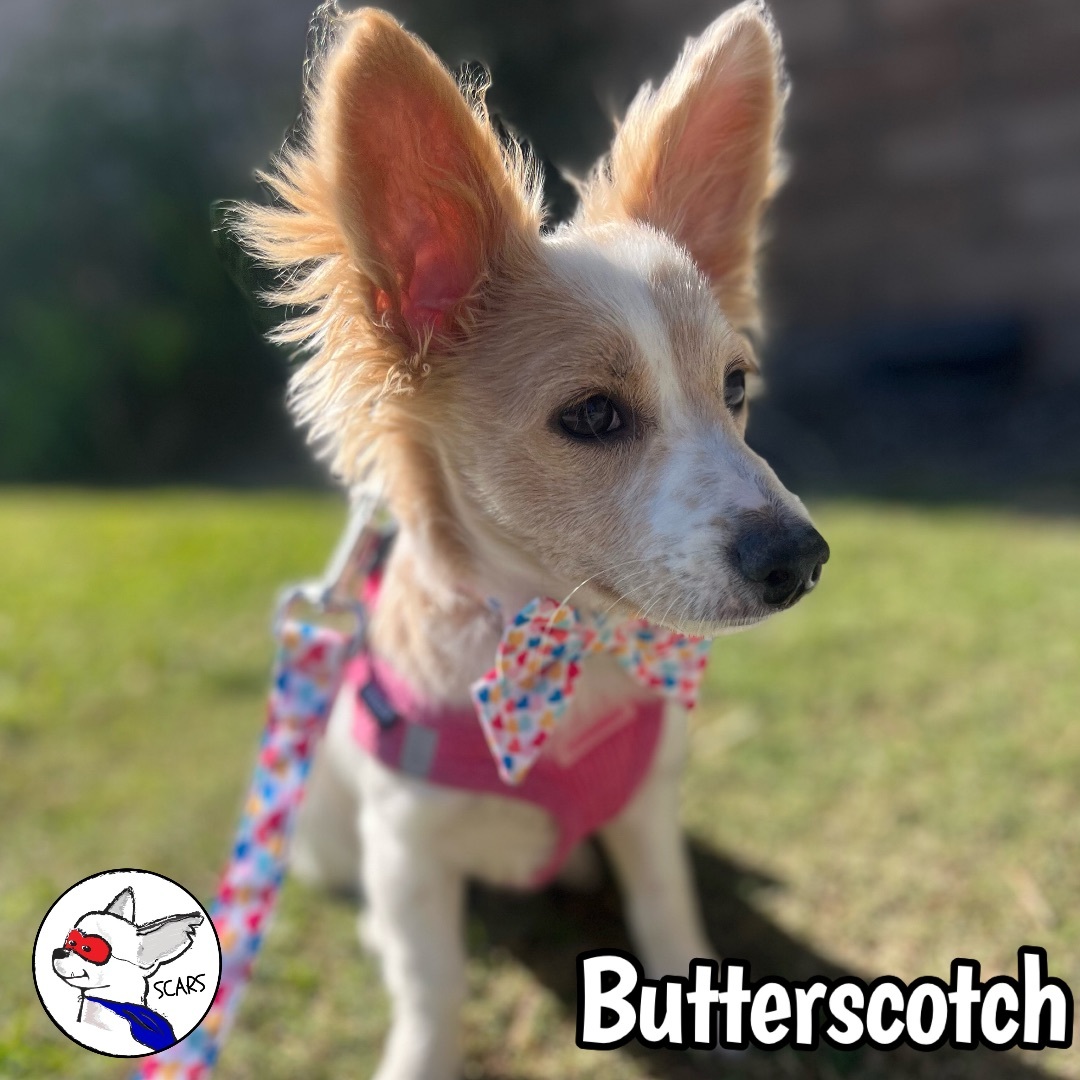 Enlarge Butterscotch, a Adoptable mixed breed in Glendora, CA image 6/6