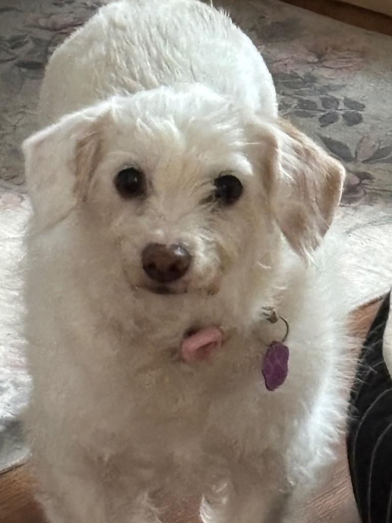 Polly, a Adopted mixed breed in Little Rock, AR image 1/6
