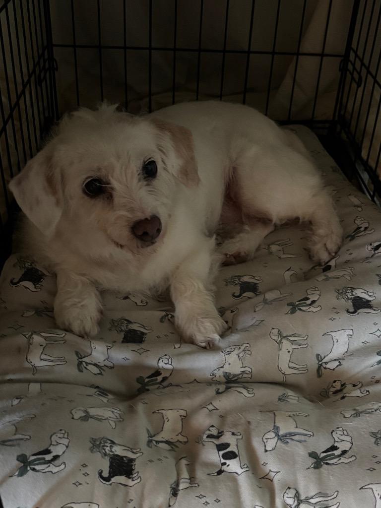 Polly, a Adopted mixed breed in Little Rock, AR image 2/6
