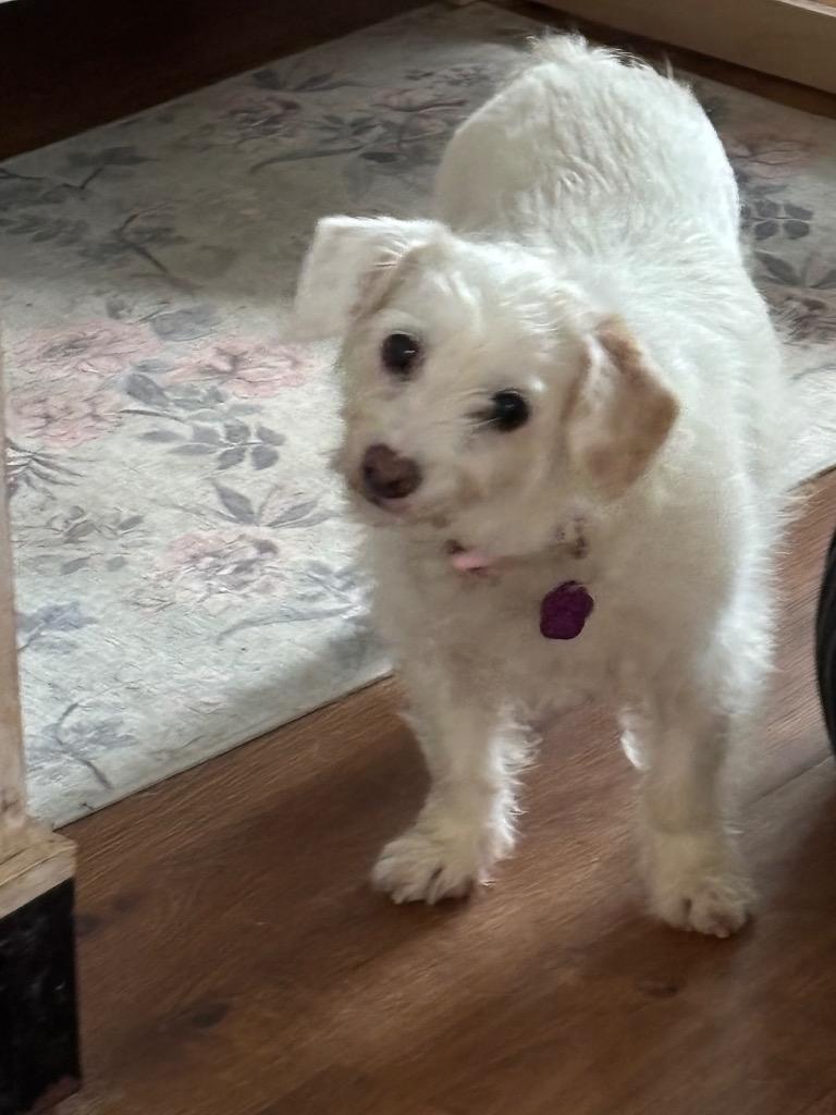 Polly, a Adopted mixed breed in Little Rock, AR image 3/6