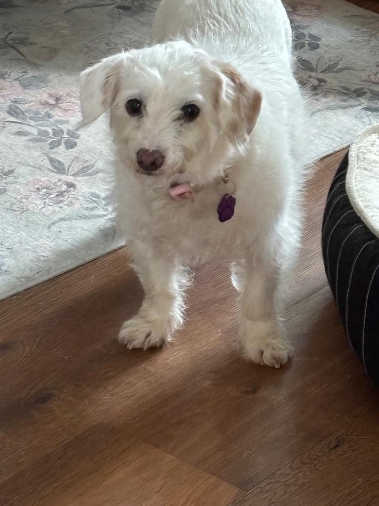 Polly, a Adopted mixed breed in Little Rock, AR image 4/6