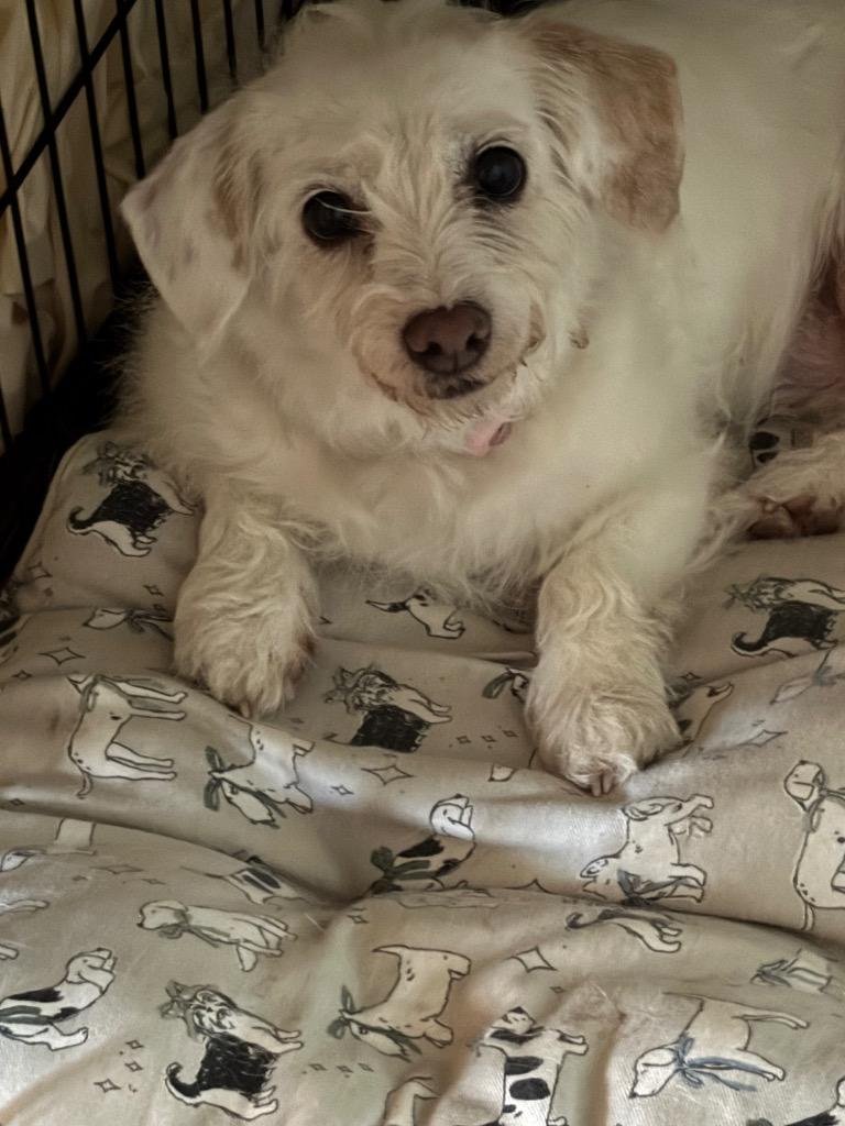 Polly, a Adopted mixed breed in Little Rock, AR image 5/6
