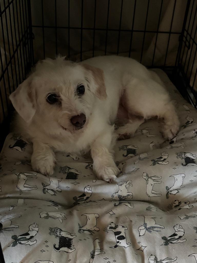 Polly, a Adopted mixed breed in Little Rock, AR image 6/6