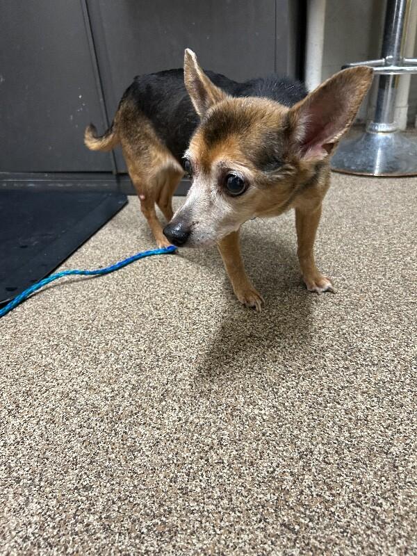 Enlarge Mitzi, a Adoptable Chihuahua in Fruit Heights, UT image 2/2