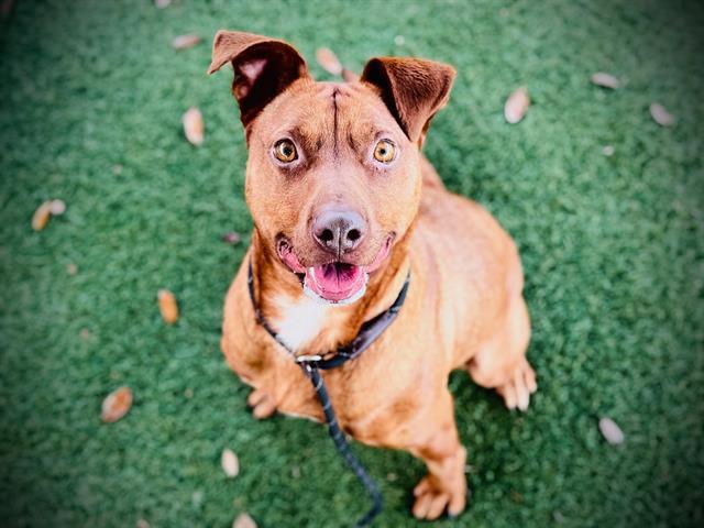 PUFFIN, Adoptable, Young Female Redbone Coonhound & Mixed Breed.