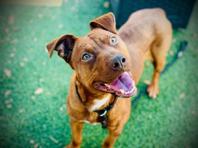 Enlarge PUFFIN, a Adoptable mixed breed in Orlando, FL image 1/1