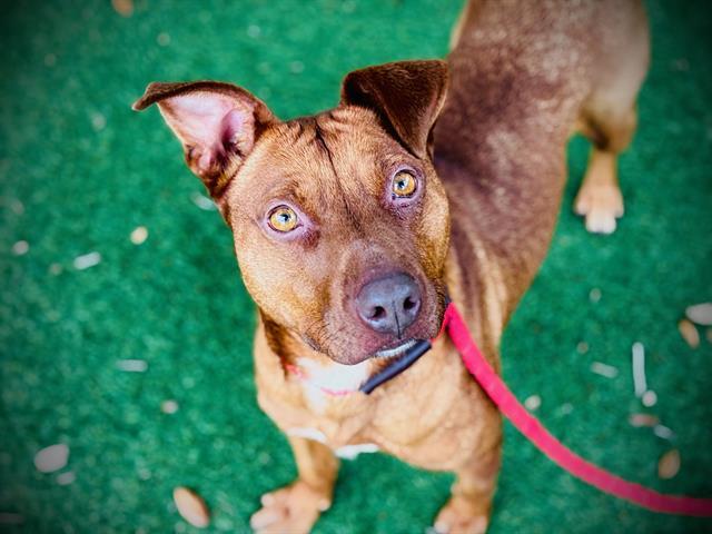 PUFFIN, Adoptable, Young Female Redbone Coonhound & Mixed Breed.