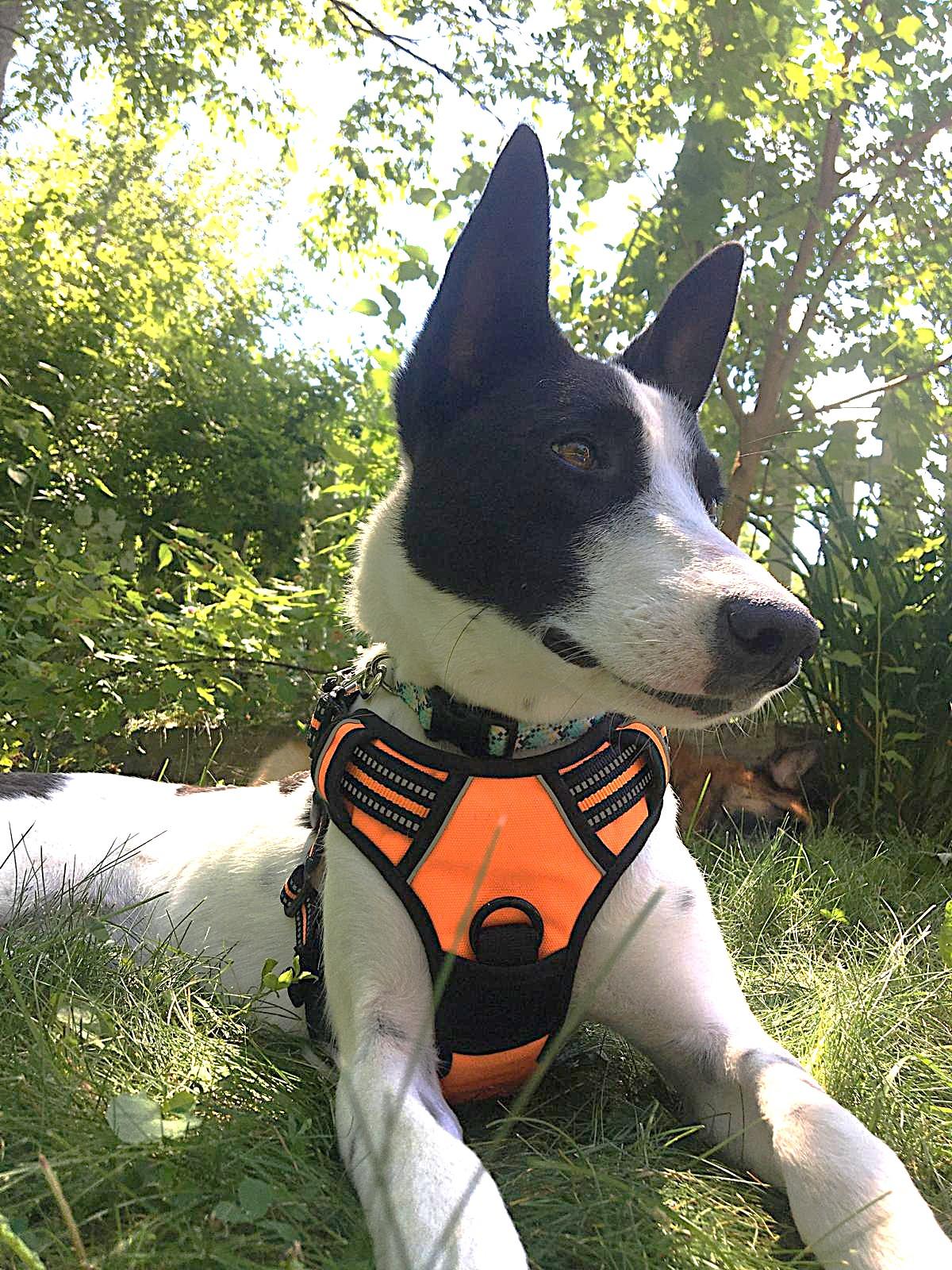 The Marvelous Ms. MEENA, an adoptable Canaan Dog, Saluki in Hackettstown, NJ, 07840 | Photo Image 1