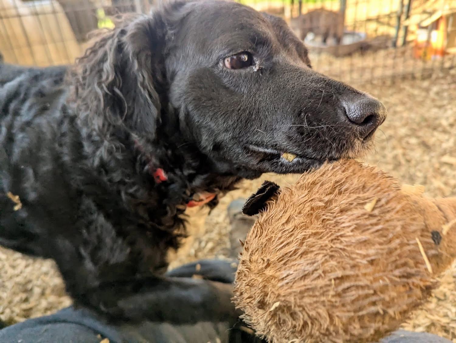 TEDDY — thumbnail 3