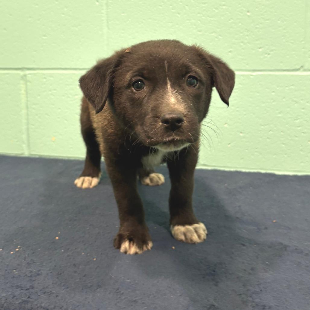Addie Kate, Adoptable, Puppy Female Labrador Retriever & Mixed Breed.