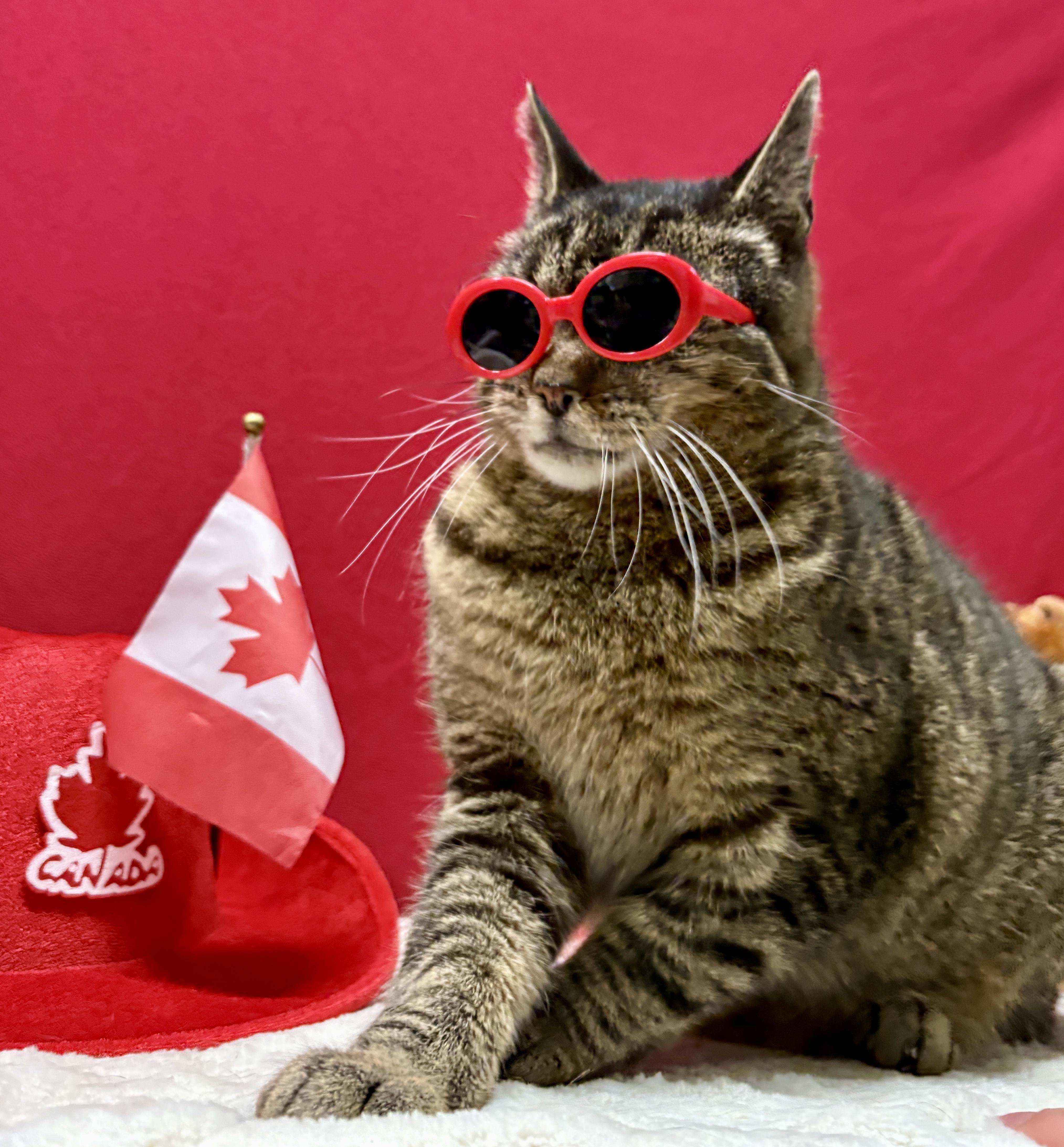 Enlarge DENVER, a Adoptable Domestic Short Hair in Tillsonburg, ON image 1/6