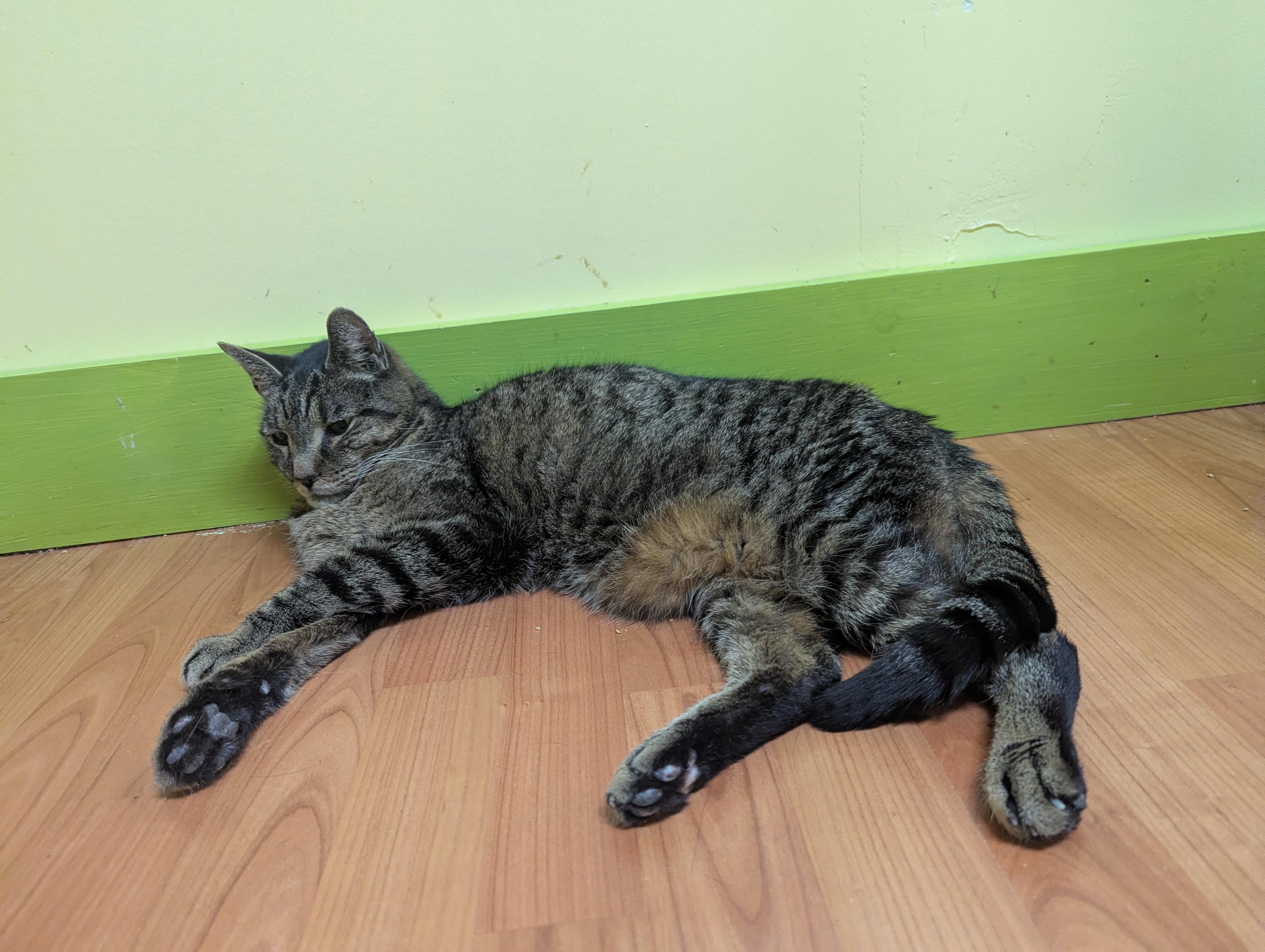 Enlarge DENVER, a Adoptable Domestic Short Hair in Tillsonburg, ON image 5/6