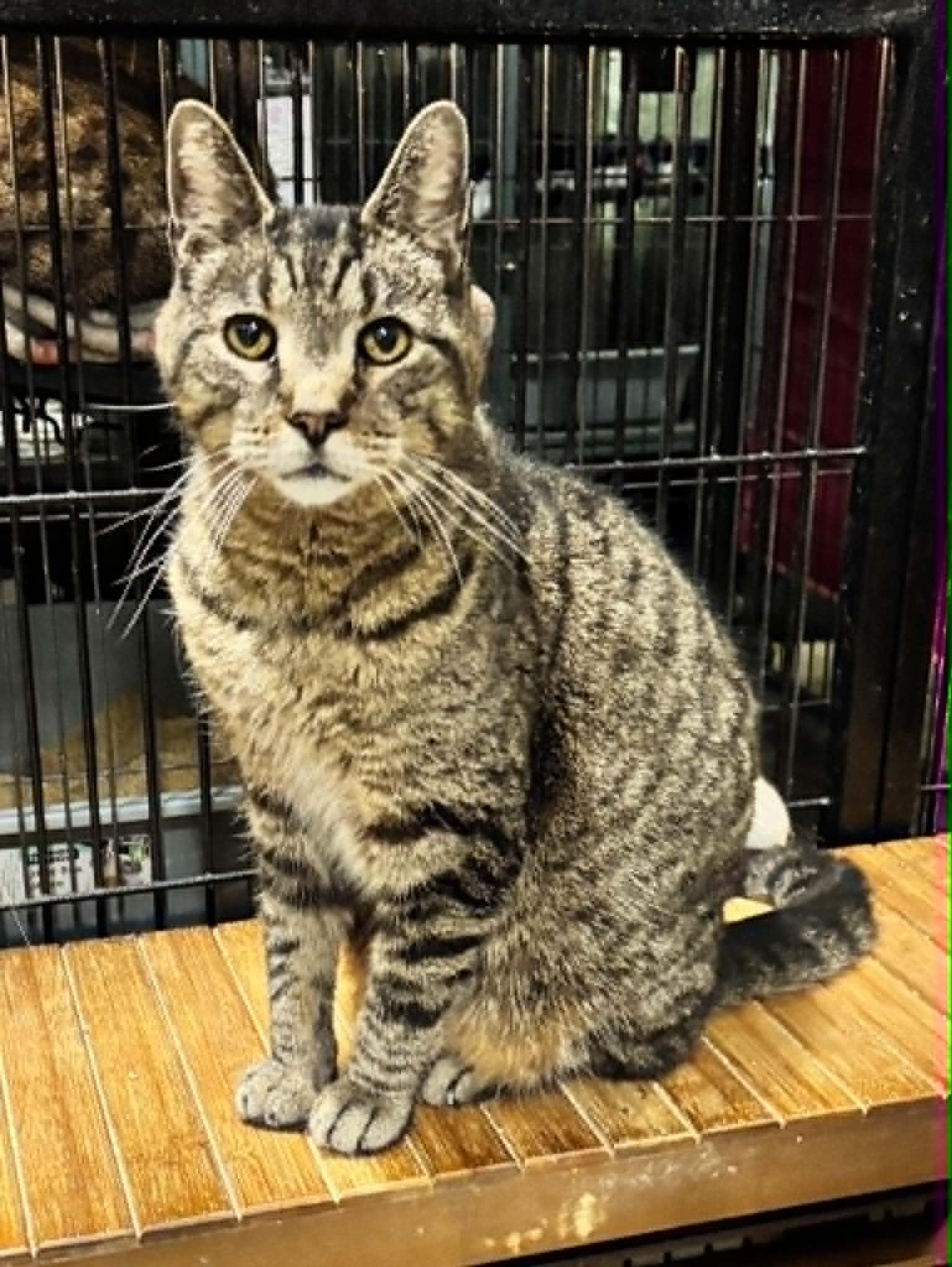 Enlarge DENVER, a Adoptable Domestic Short Hair in Tillsonburg, ON image 2/6