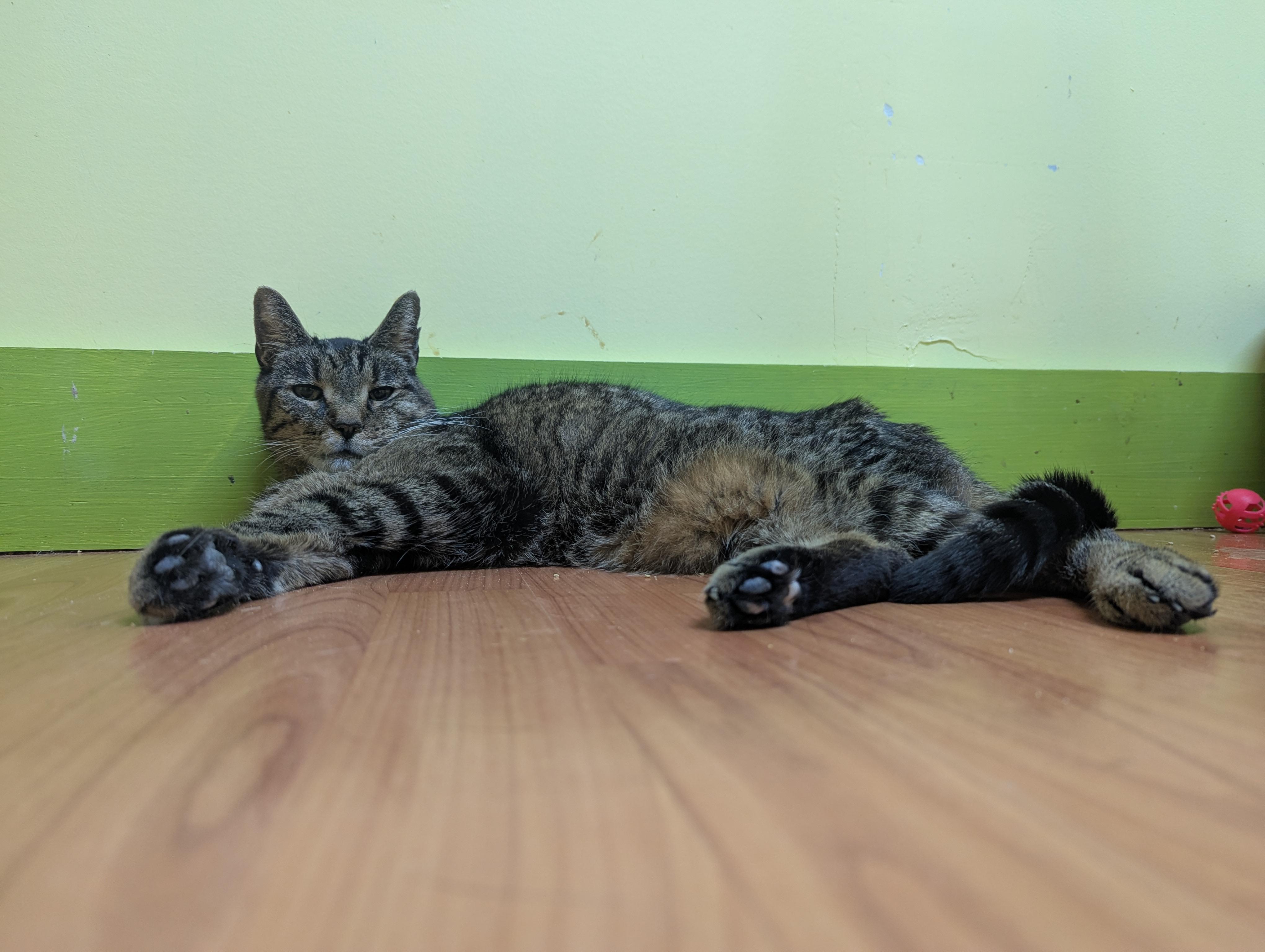 Enlarge DENVER, a Adoptable Domestic Short Hair in Tillsonburg, ON image 6/6