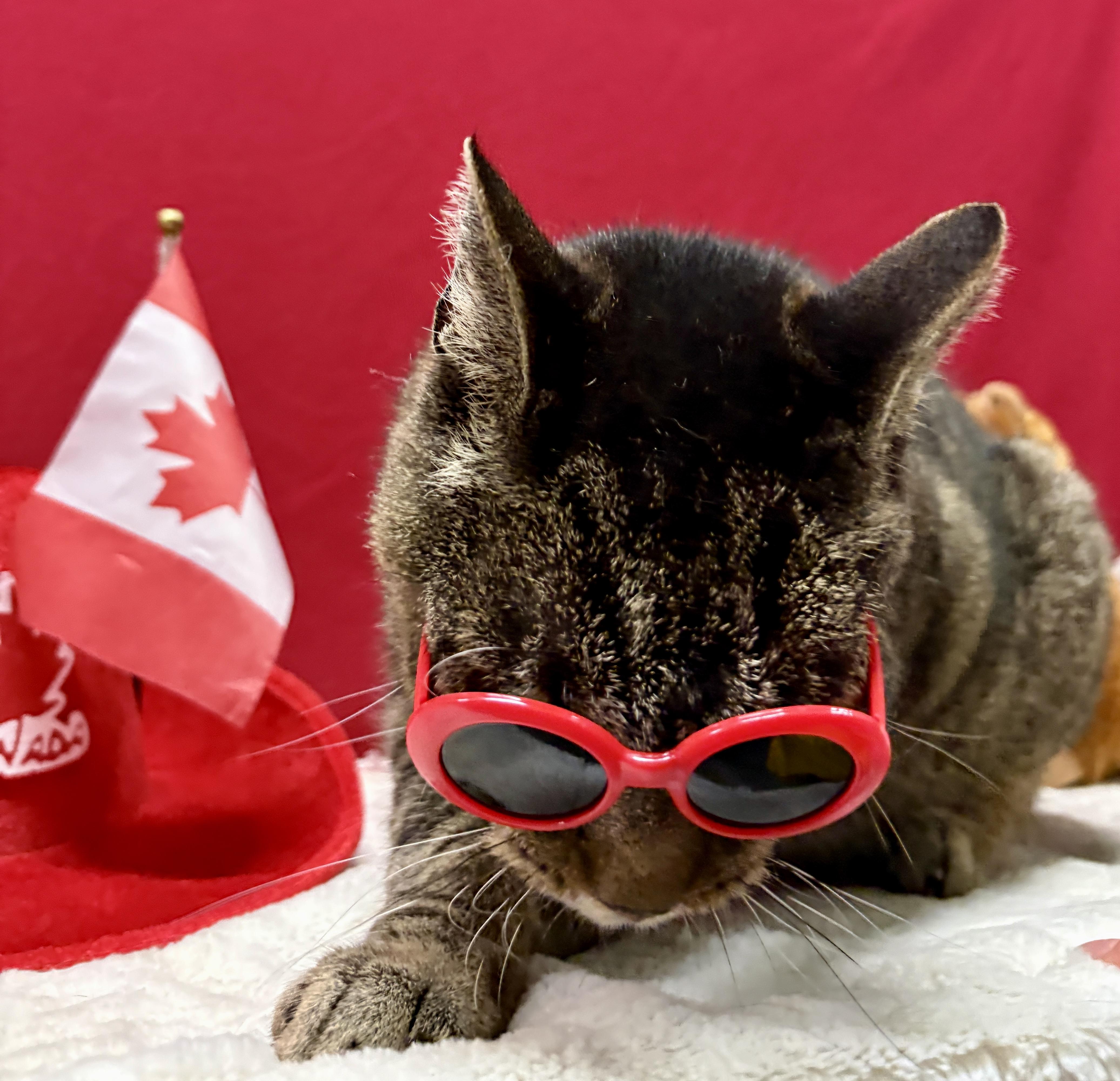Enlarge DENVER, a Adoptable Domestic Short Hair in Tillsonburg, ON image 4/6