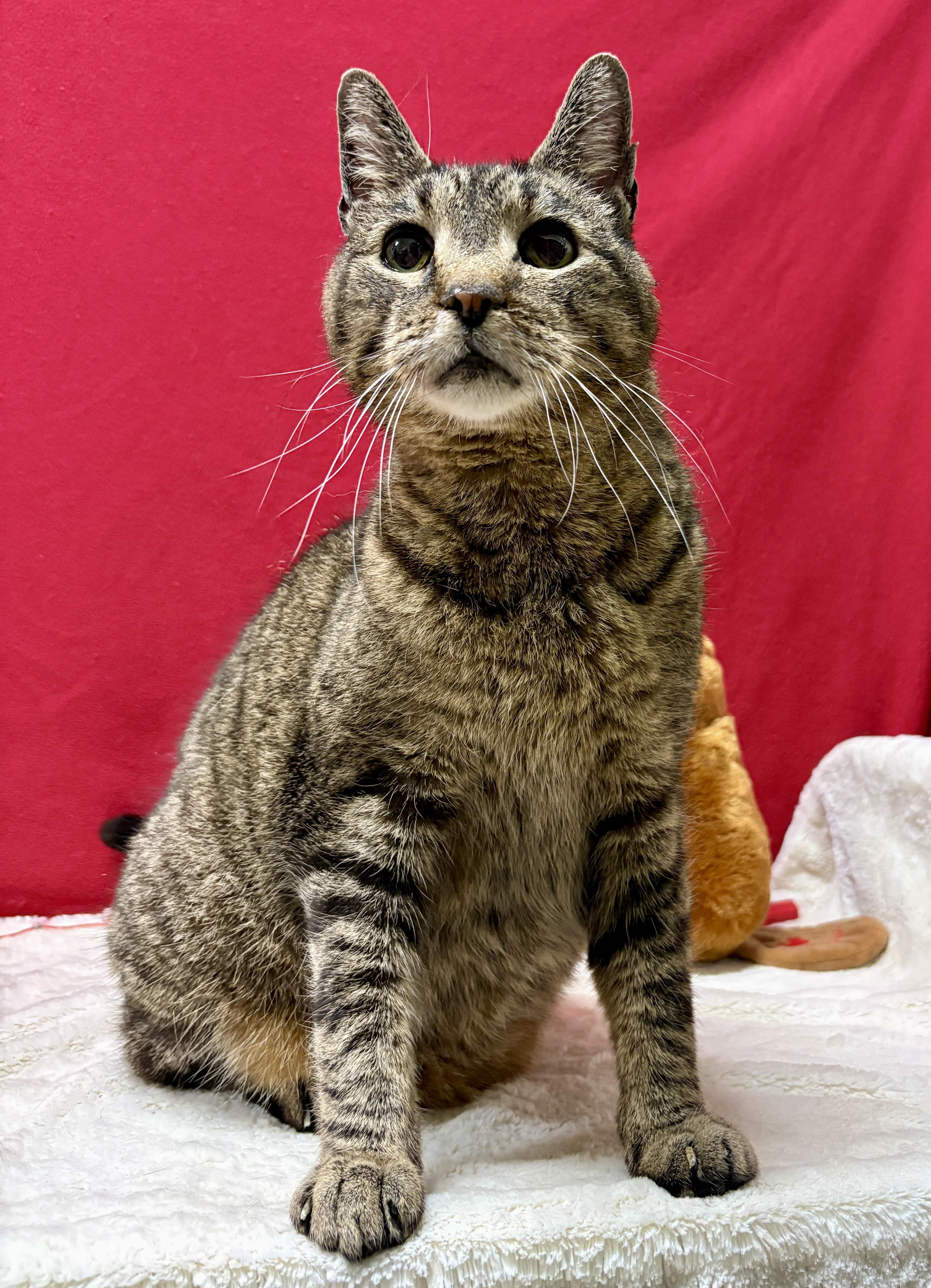 Enlarge DENVER, a Adoptable Domestic Short Hair in Tillsonburg, ON image 3/6