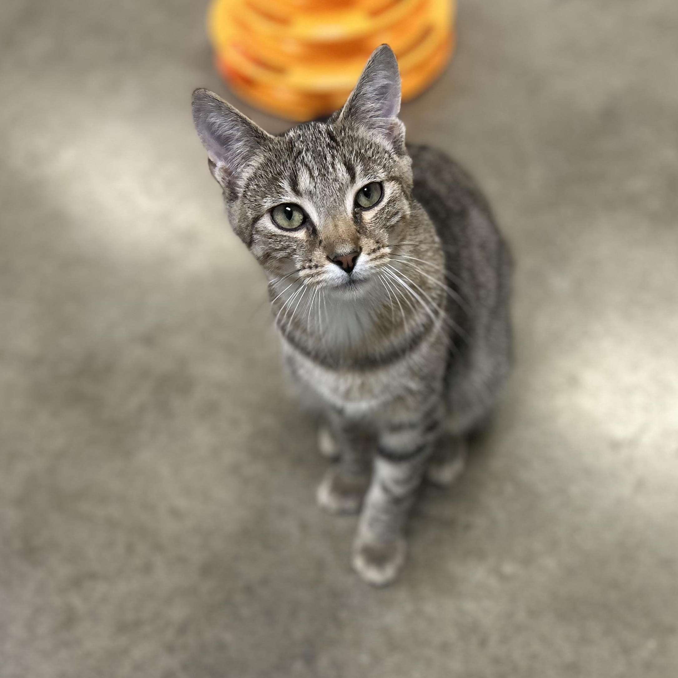 SPIKE, Adoptable, Kitten Male Domestic Short Hair & Domestic Medium Hair.