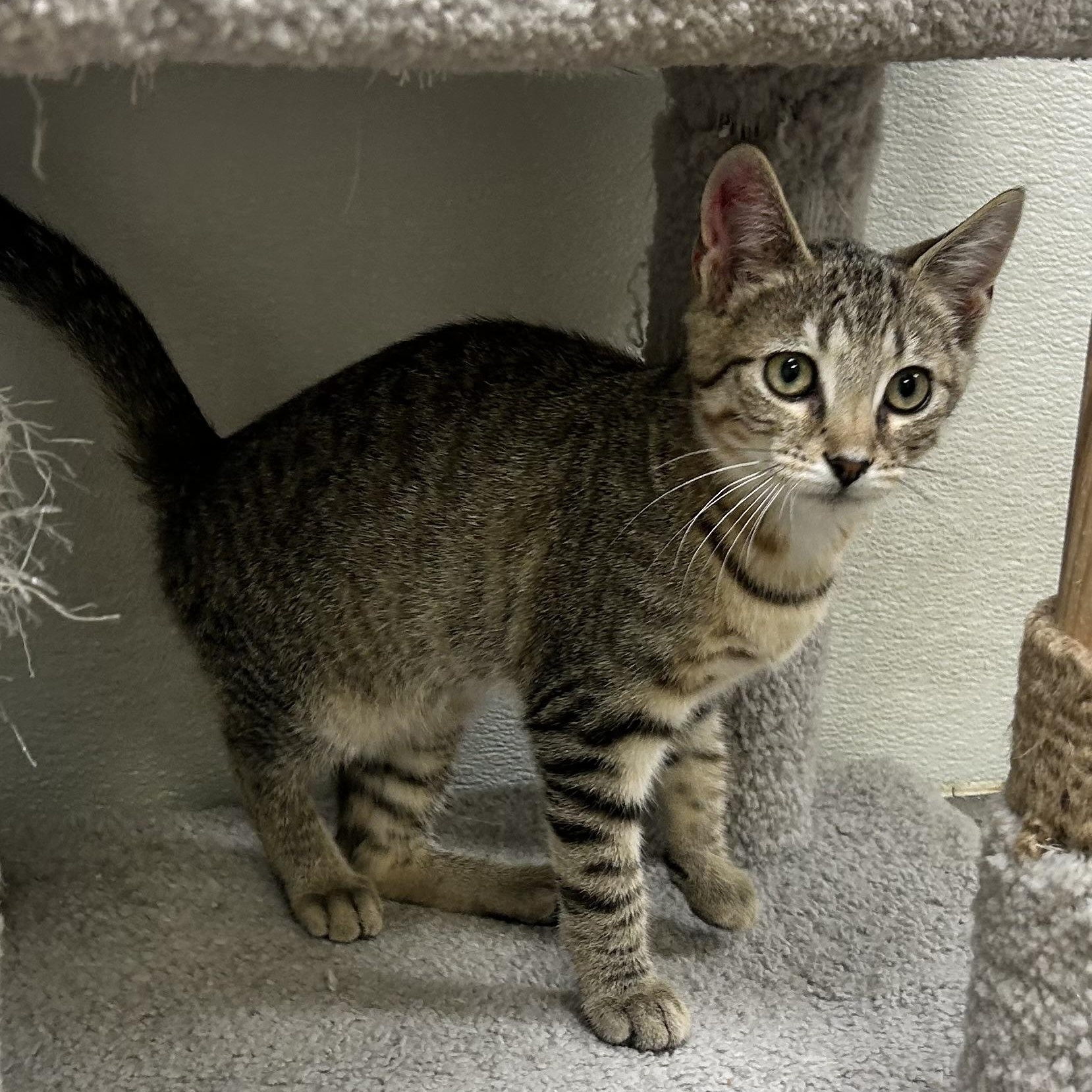 SPIKE, an adoptable mixed breed in Wilmington, OH image 3/4