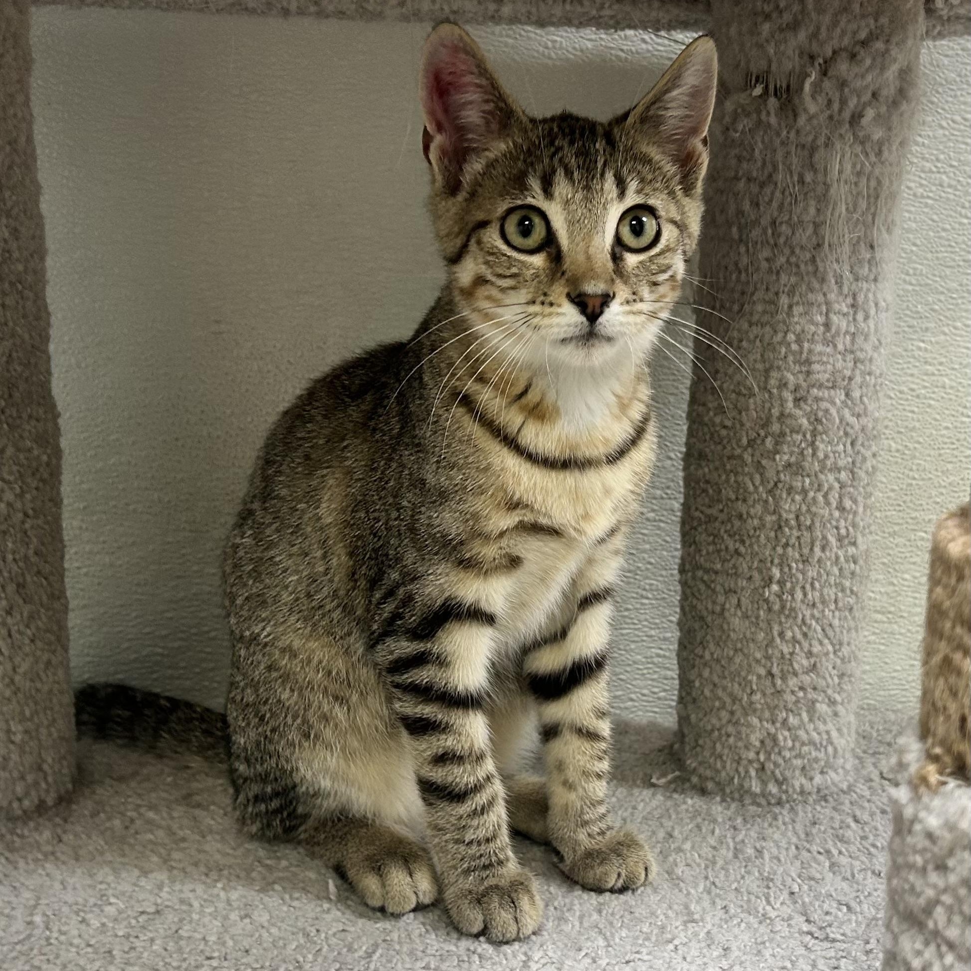 SPIKE, adoptable, Kitten Male Domestic Short Hair & Domestic Medium Hair.