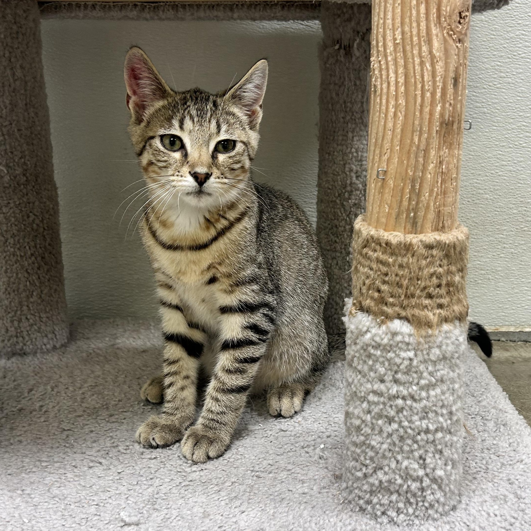 SPIKE, an adoptable mixed breed in Wilmington, OH image 4/4