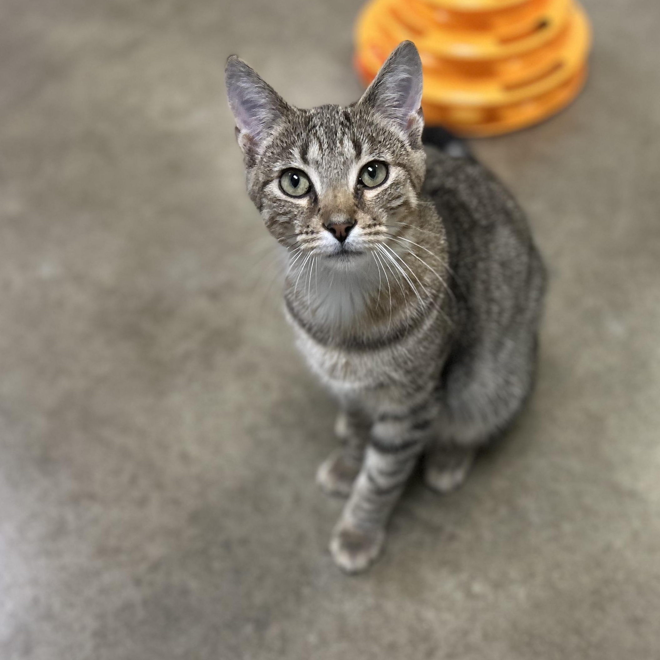 Enlarge SPIKE, a Adoptable mixed breed in Wilmington, OH image 3/6