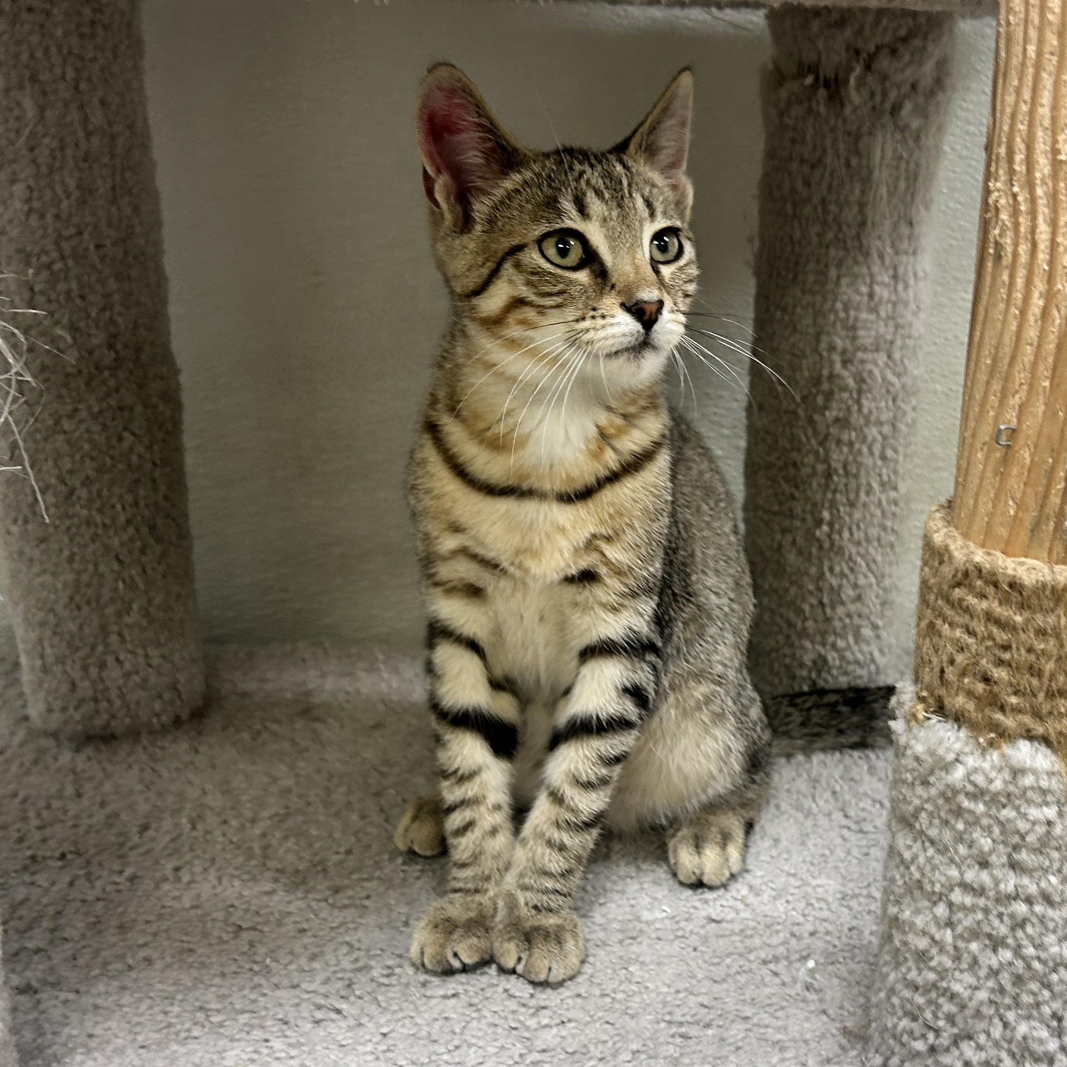 SPIKE, an adoptable mixed breed in Wilmington, OH image 2/4