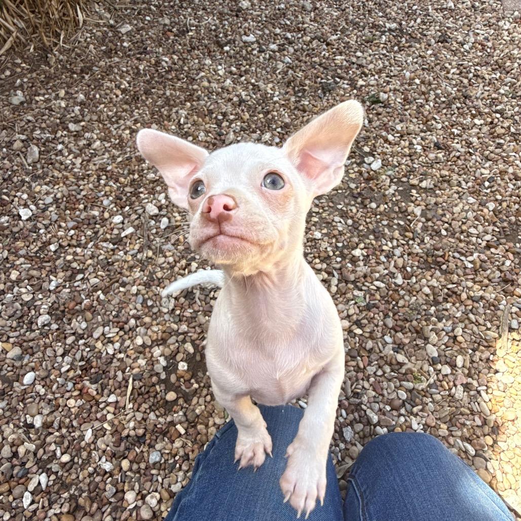 Algernon 26-01-079, Adoptable, Puppy Male Chihuahua.