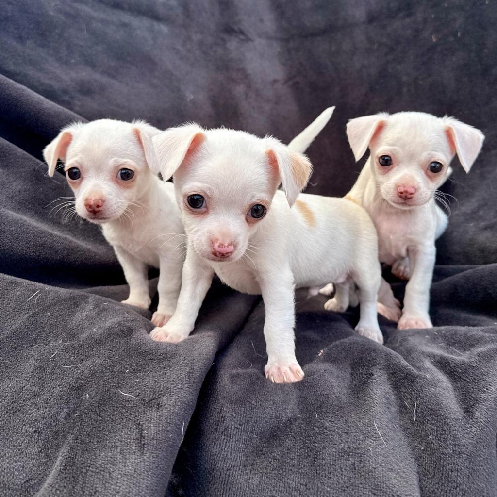 Enlarge Algernon 26-01-079, a Adoptable Chihuahua in Bastrop, TX image 2/5