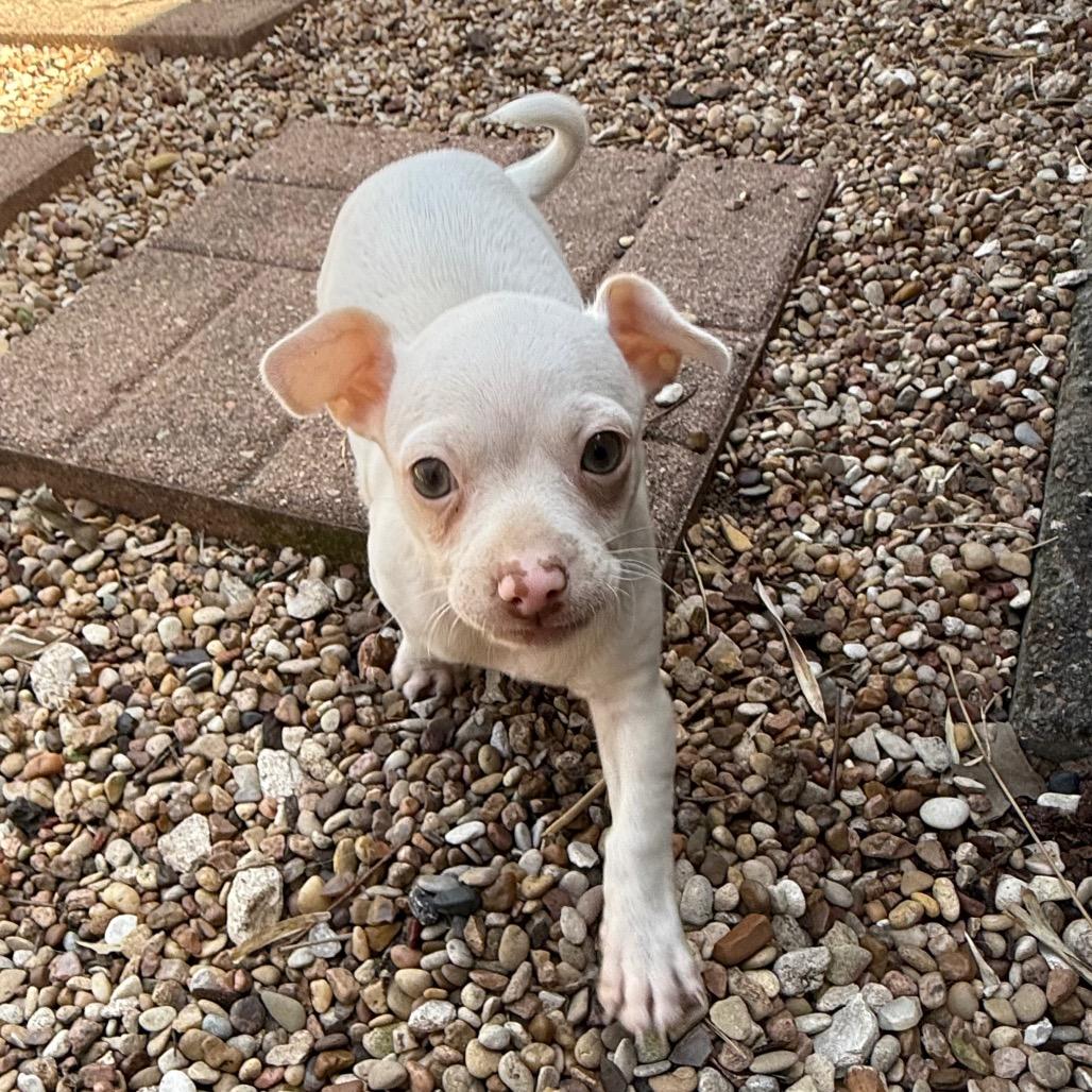 Enlarge Algernon 26-01-079, a Adoptable Chihuahua in Bastrop, TX image 4/5