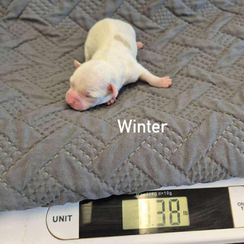 Enlarge Algernon 26-01-079, a Adoptable Chihuahua in Bastrop, TX image 5/5