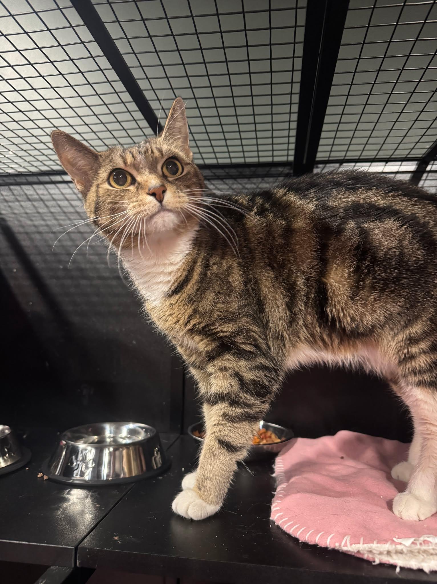 Enlarge Honey, a Adoptable Domestic Short Hair in Kennebunk , ME image 3/6