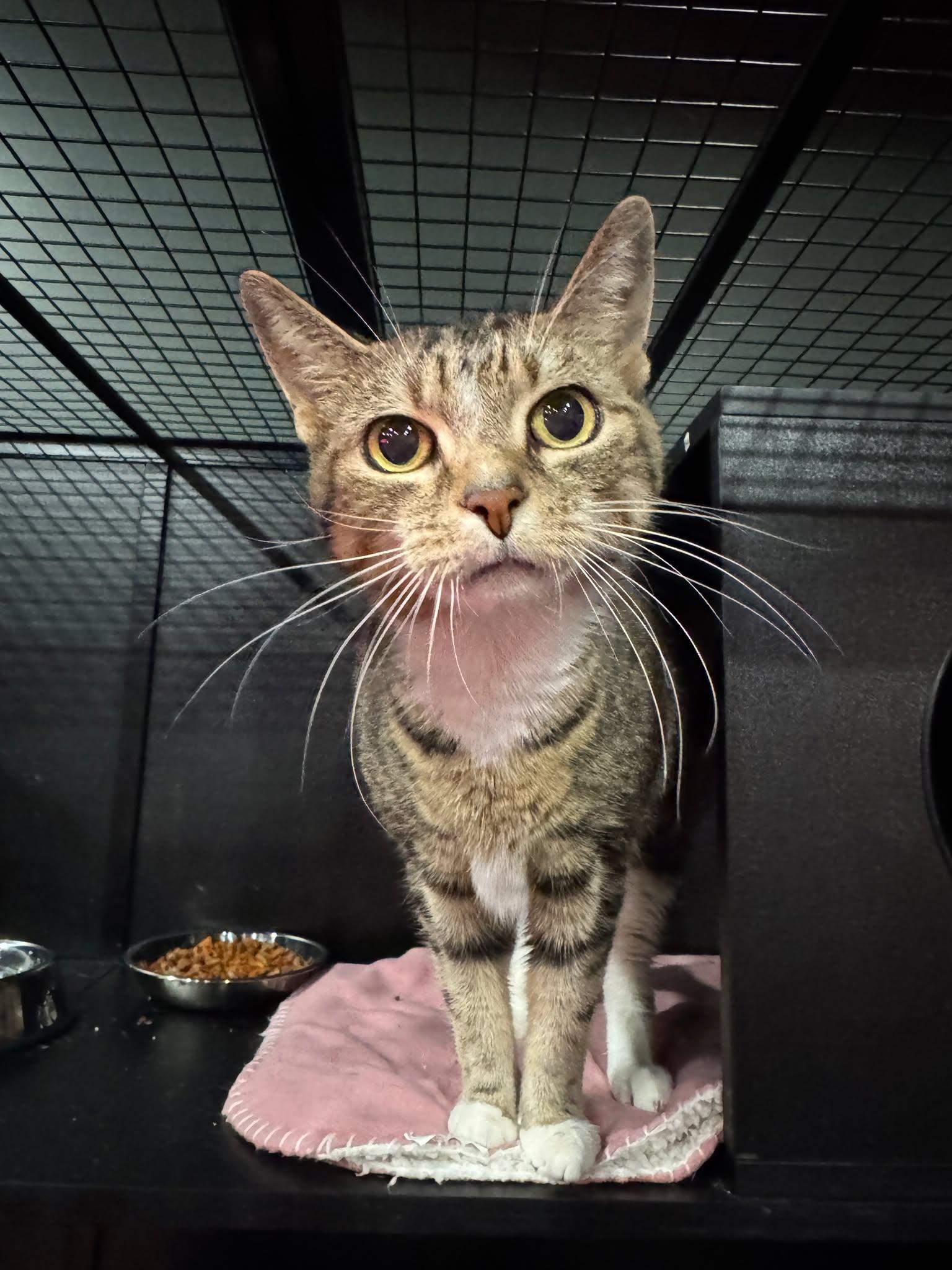 Enlarge Honey, a Adoptable Domestic Short Hair in Kennebunk , ME image 5/6