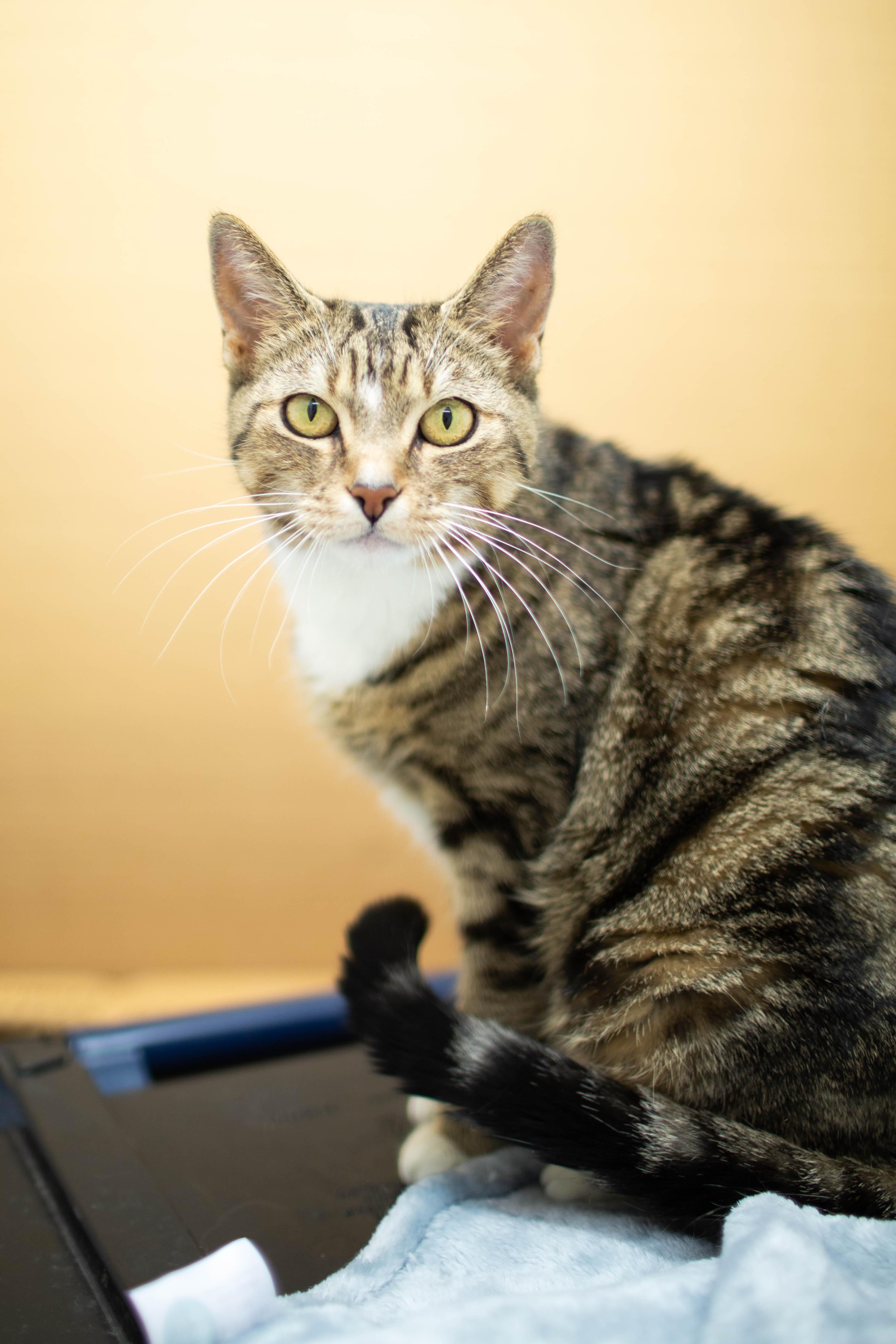 Enlarge Honey, a Adoptable Domestic Short Hair in Kennebunk , ME image 4/6