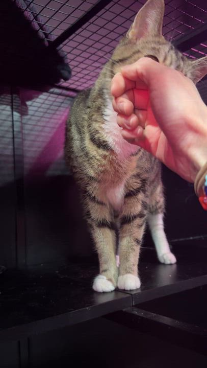 Enlarge Honey, a Adoptable Domestic Short Hair in Kennebunk , ME video 2/6