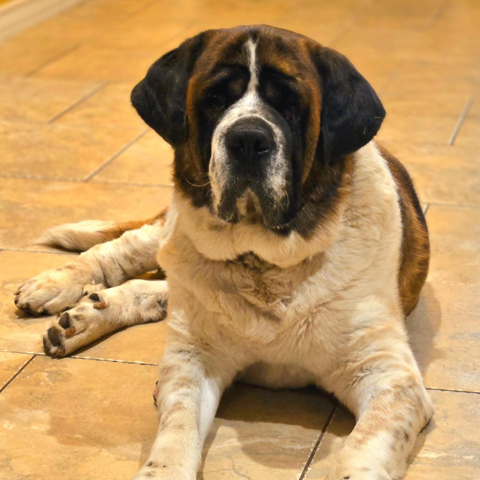 Sully, a Adoptable Saint Bernard in Magnolia, TX image 1/5