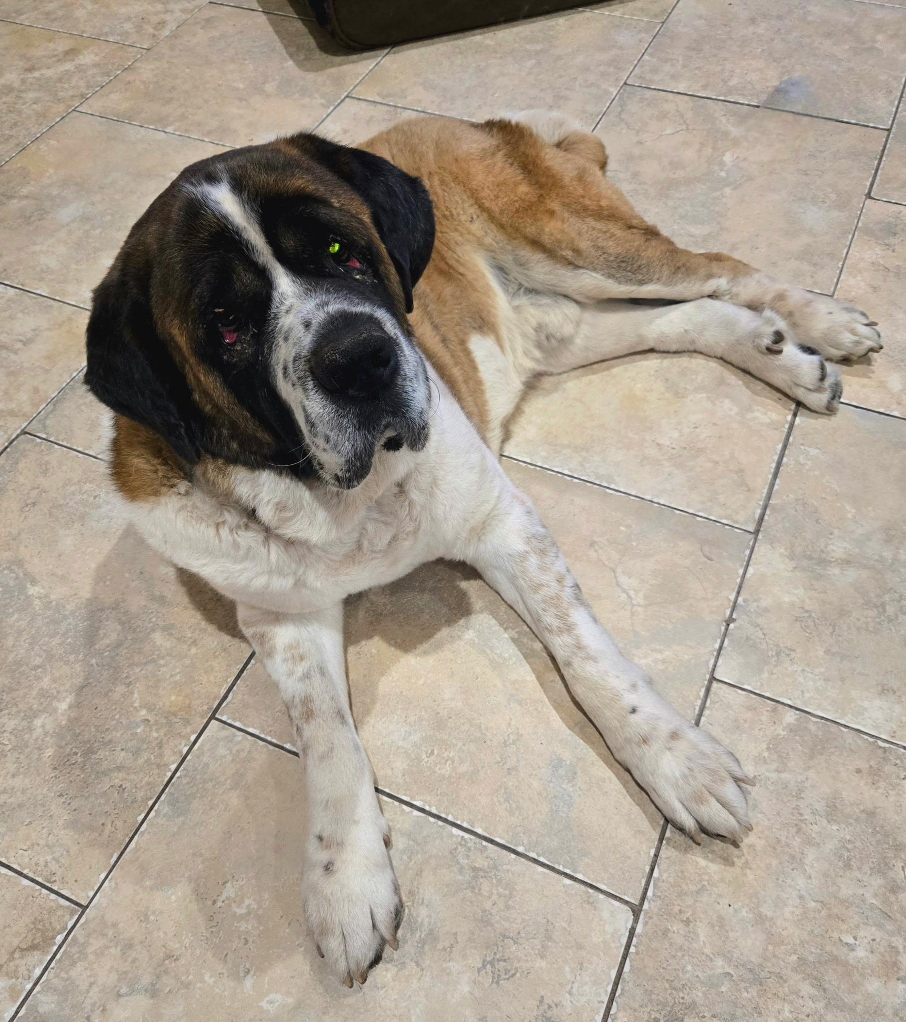 Sully, a Adoptable Saint Bernard in Magnolia, TX image 2/5