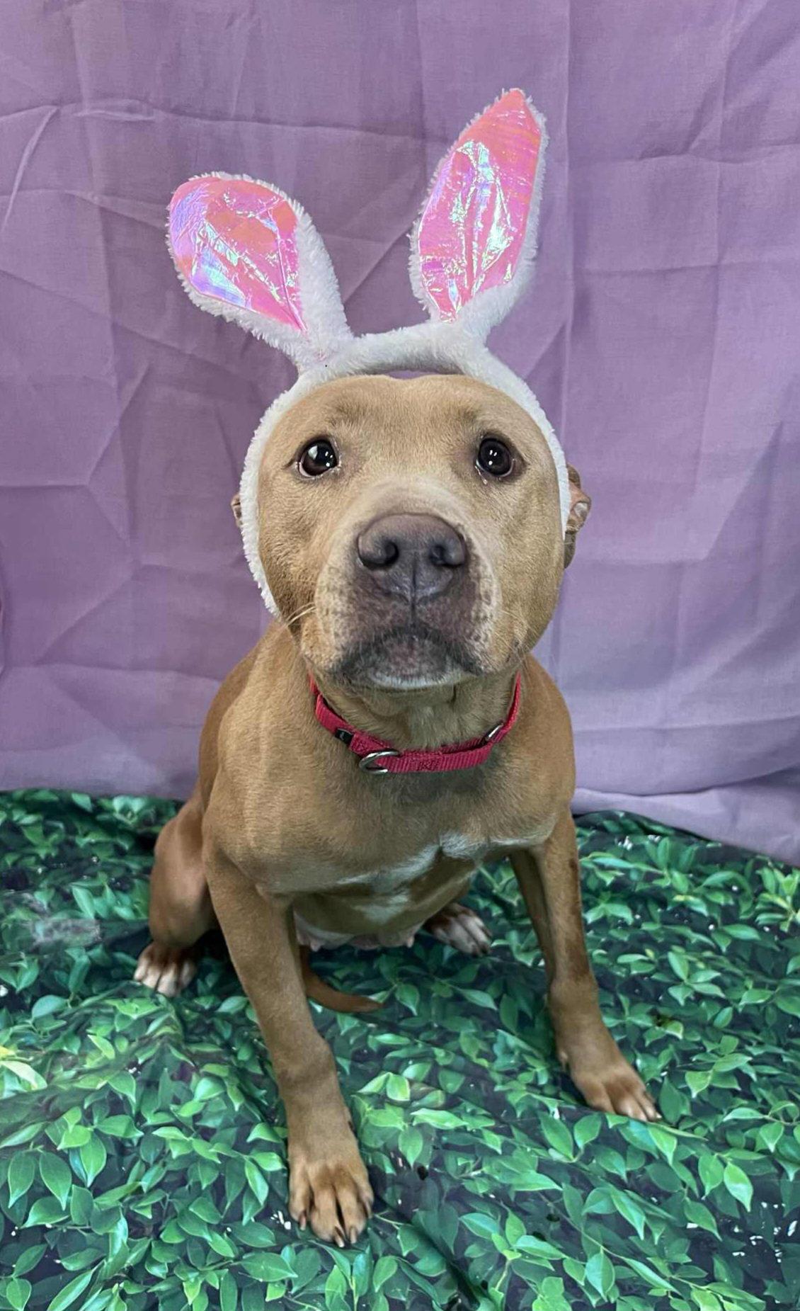 Barbie (Bio ✅), Adoptable, Adult Female Pit Bull Terrier.