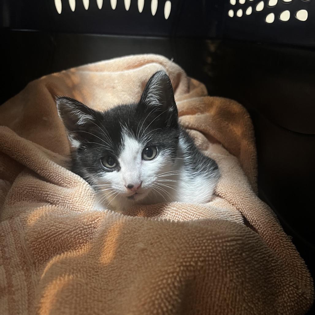 Marley, Adoptable, Young Male Domestic Short Hair.