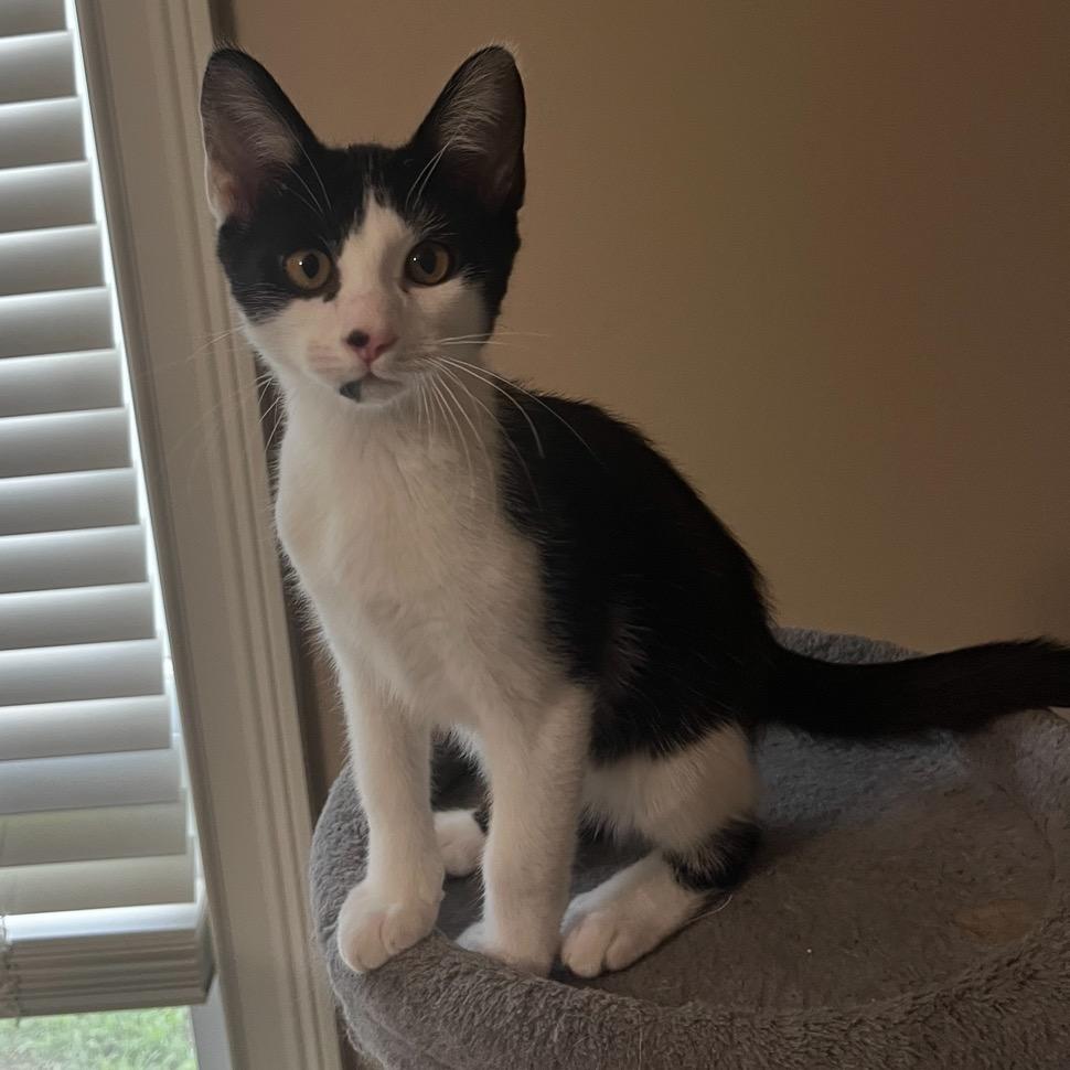 Enlarge Marley, a Adoptable Domestic Short Hair in Huntsville, AL image 2/6