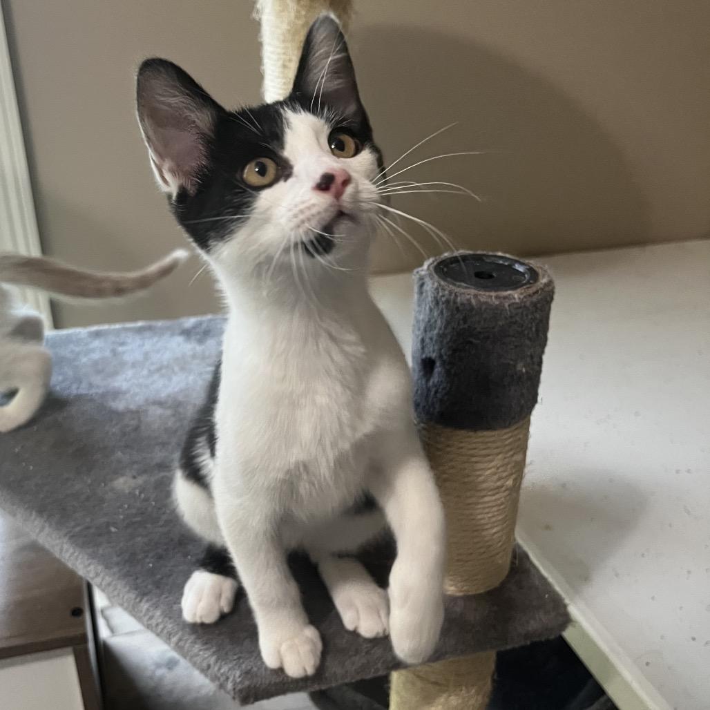 Enlarge Marley, a Adoptable Domestic Short Hair in Huntsville, AL image 3/6