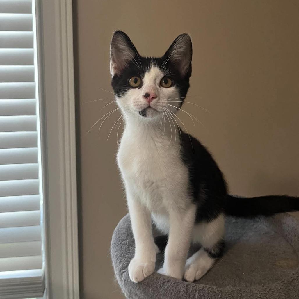 Enlarge Marley, a Adoptable Domestic Short Hair in Huntsville, AL image 4/6