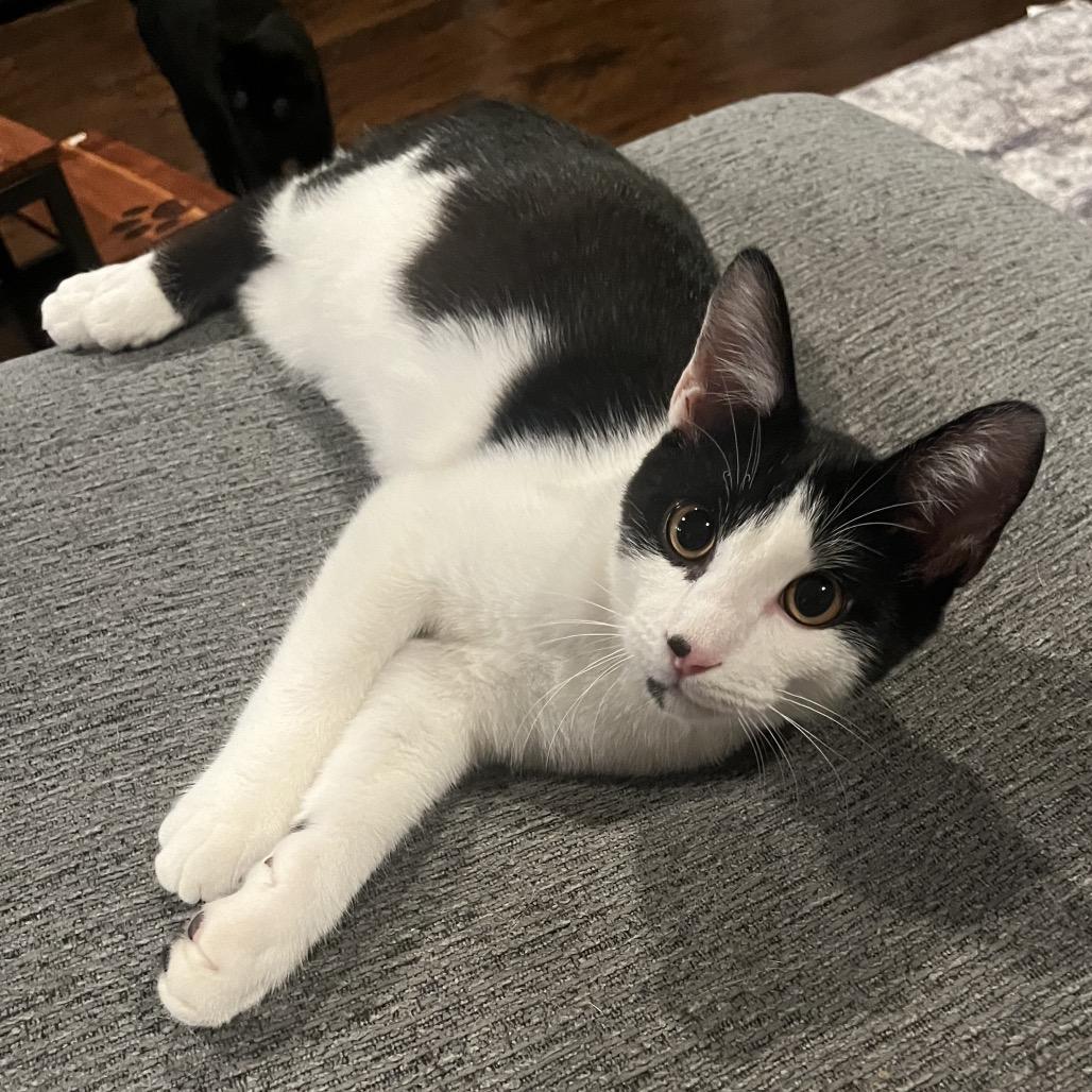 Enlarge Marley, a Adoptable Domestic Short Hair in Huntsville, AL image 5/6