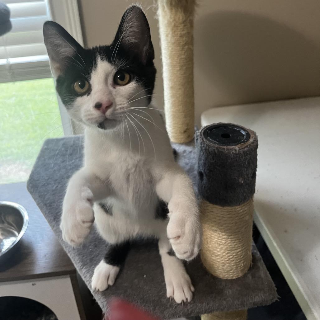 Enlarge Marley, a Adoptable Domestic Short Hair in Huntsville, AL image 6/6